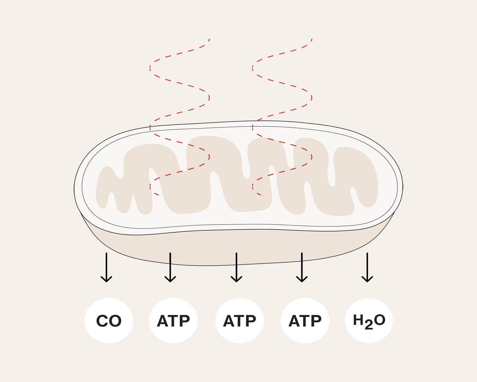 Celluma – илюстрация